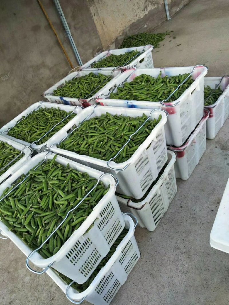 水果豆预售