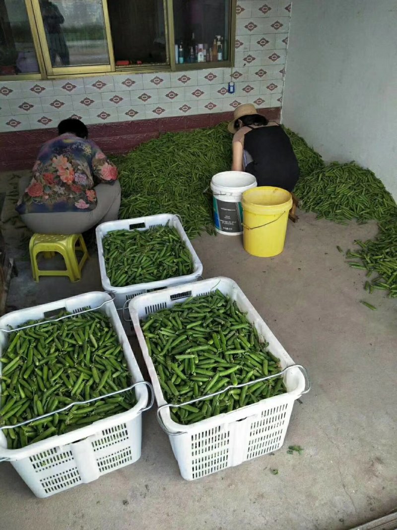 水果豆预售