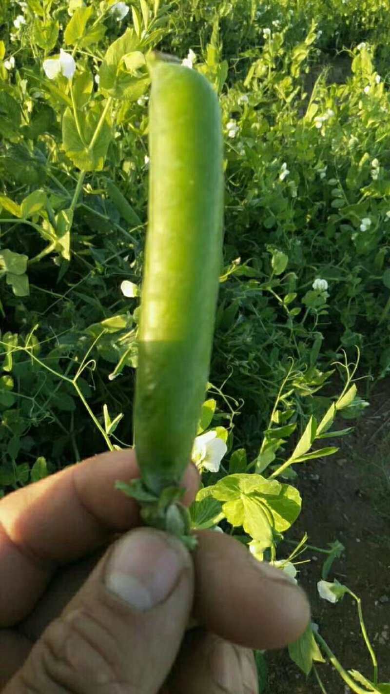 水果豆