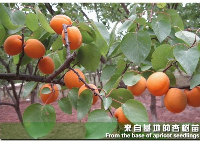 特大黄杏树苗。适合南北种植。果子个头大。