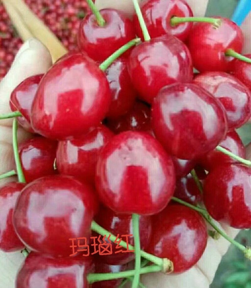 贵州省毕节市纳雍正宗玛瑙红樱桃原产地，樱桃苗，品种纯正