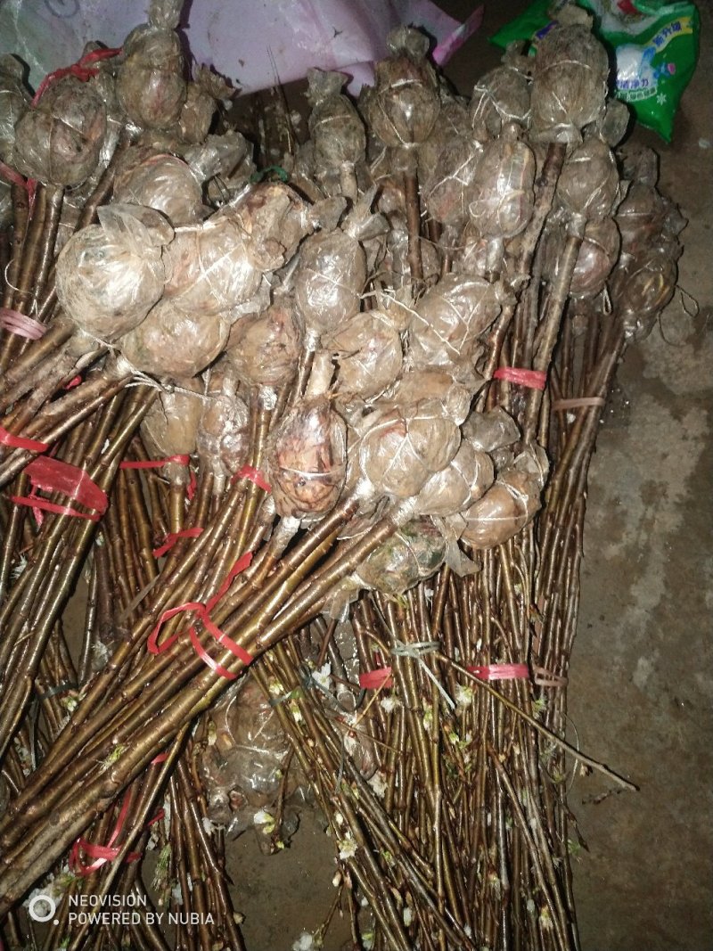 贵州省毕节市纳雍正宗玛瑙红樱桃原产地，樱桃苗，品种纯正