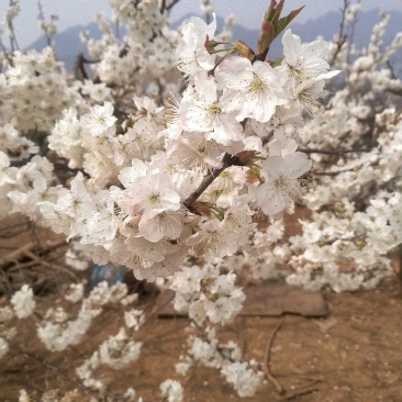 贵州省毕节市纳雍正宗玛瑙红樱桃原产地，樱桃苗，品种纯正