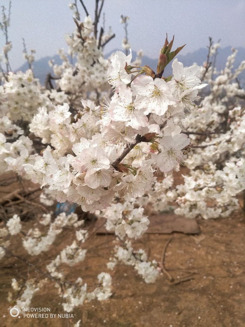 贵州省毕节市纳雍正宗玛瑙红樱桃原产地，樱桃苗，品种纯正