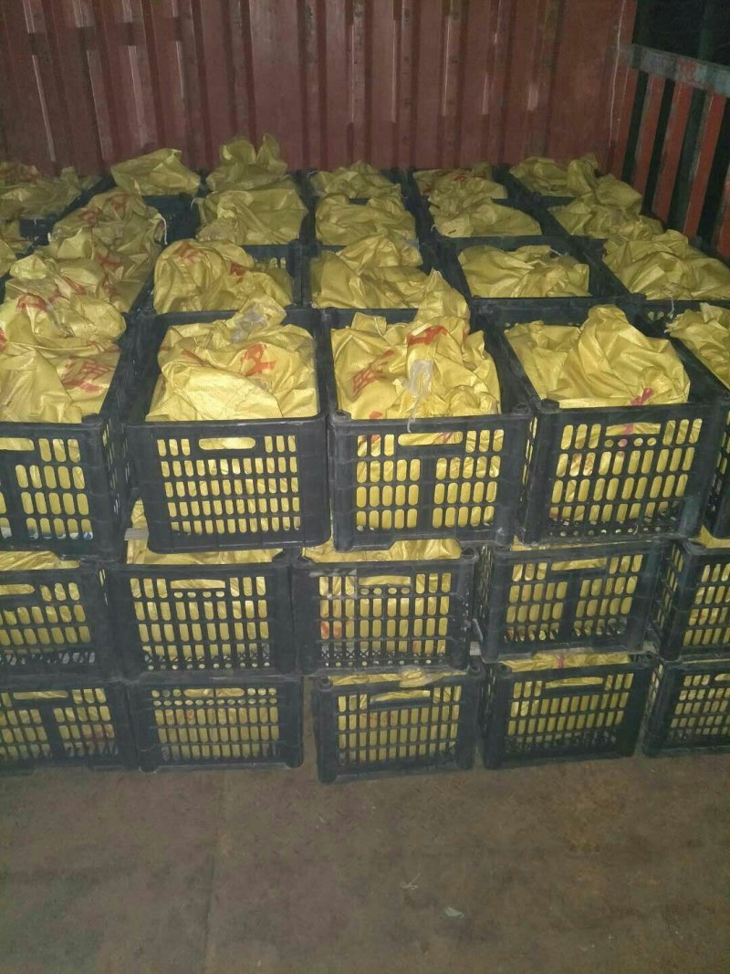 场地直供纯牛粪中号蚯蚓，污泥大号蚯蚓