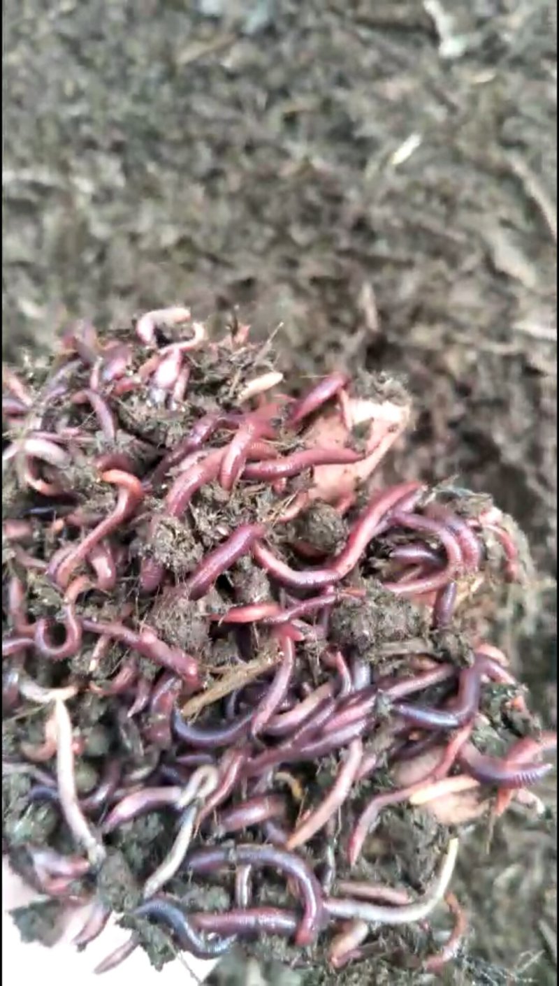 场地直供纯牛粪中号蚯蚓，污泥大号蚯蚓