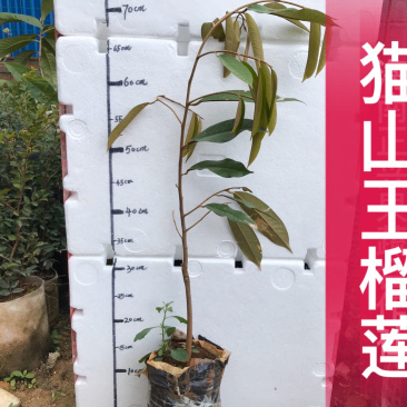 马来西亚猫山王苗榴莲苗