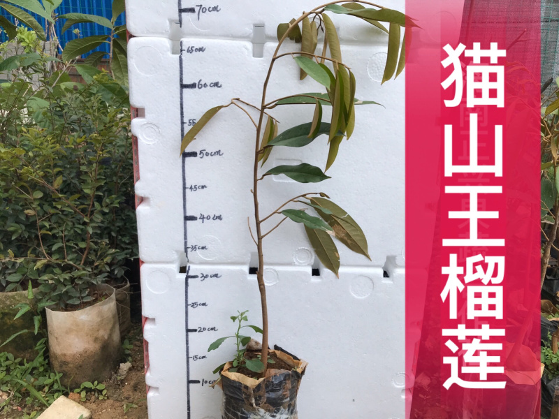 马来西亚猫山王苗榴莲苗