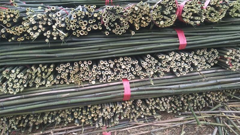 优质菜架竹产地直供，现货批发，豆角架西红柿黄瓜架火龙果架