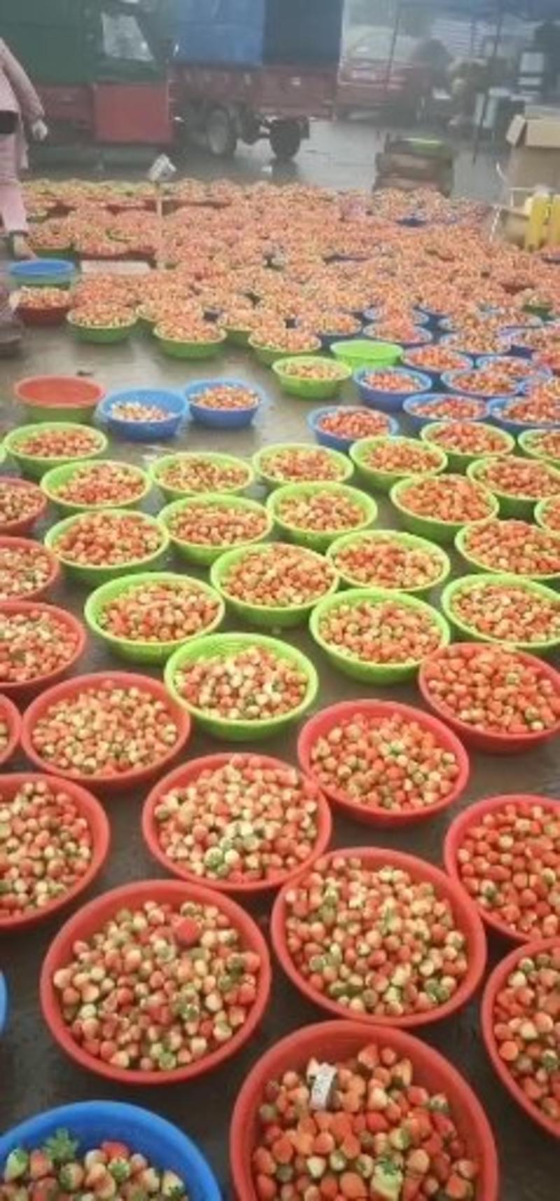大量供应通货。长丰红颜草莓，承接全国各地客商来收购。