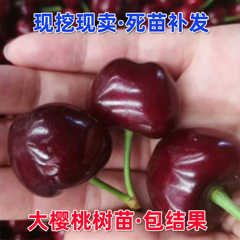 樱桃树苗车厘子樱桃苗包成活包技术指导保湿发货包邮
