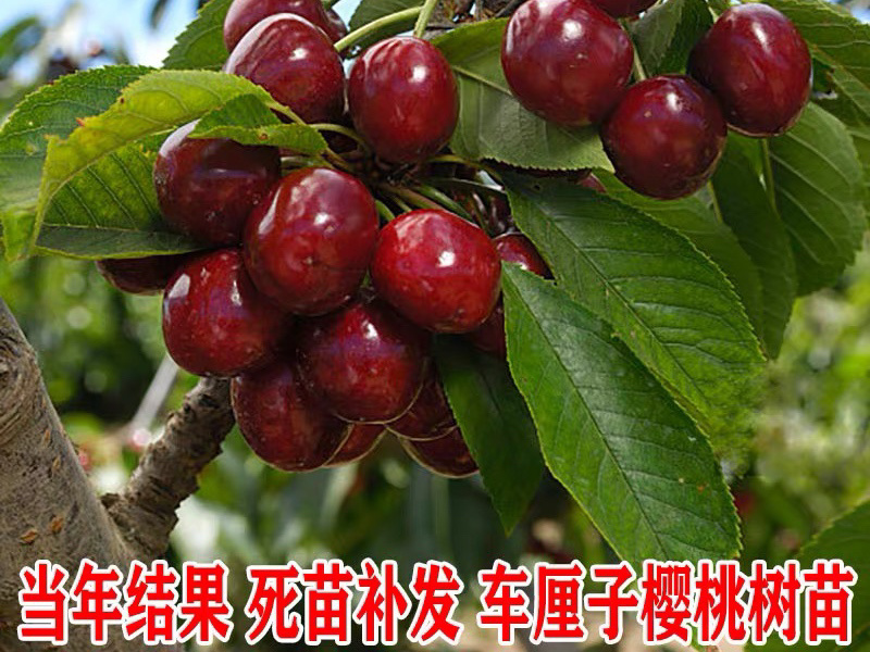 樱桃树苗车厘子樱桃苗包成活包技术指导保湿发货包邮