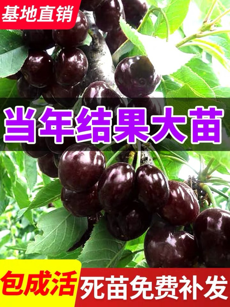 樱桃树苗车厘子樱桃苗包成活包技术指导保湿发货包邮