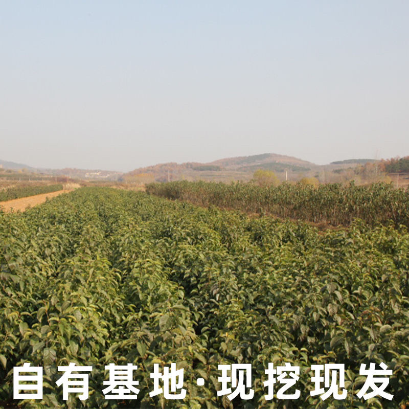 樱桃树苗车厘子樱桃苗包成活包技术指导保湿发货包邮