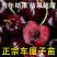 樱桃树苗车厘子樱桃苗包成活包技术指导保湿发货包邮