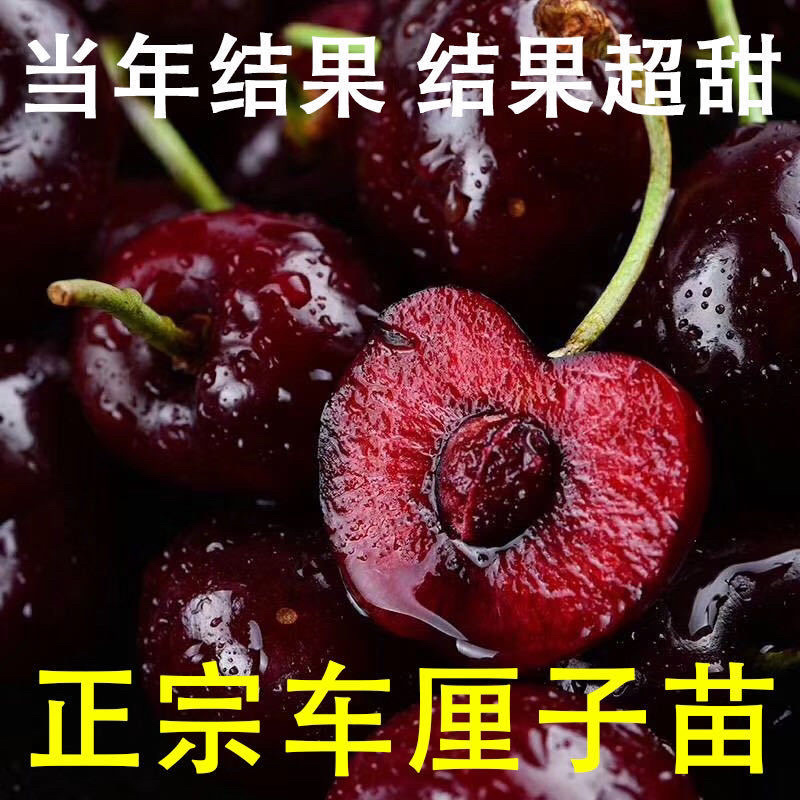 樱桃树苗车厘子樱桃苗包成活包技术指导保湿发货包邮
