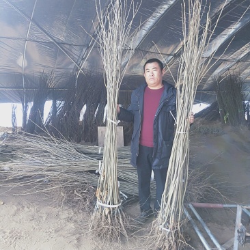 板栗树苗山东1公分板栗树苗价格大红袍板栗苗