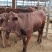 黄牛多少钱一头?鲁西黄牛好养殖吗,2020年肉牛价格