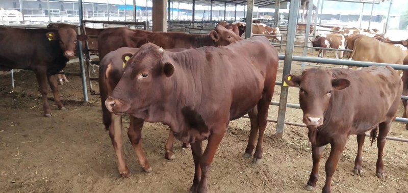 黄牛多少钱一头？鲁西黄牛好养殖吗，2020年肉牛价格
