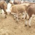 黄牛多少钱一头?鲁西黄牛好养殖吗,2020年肉牛价格