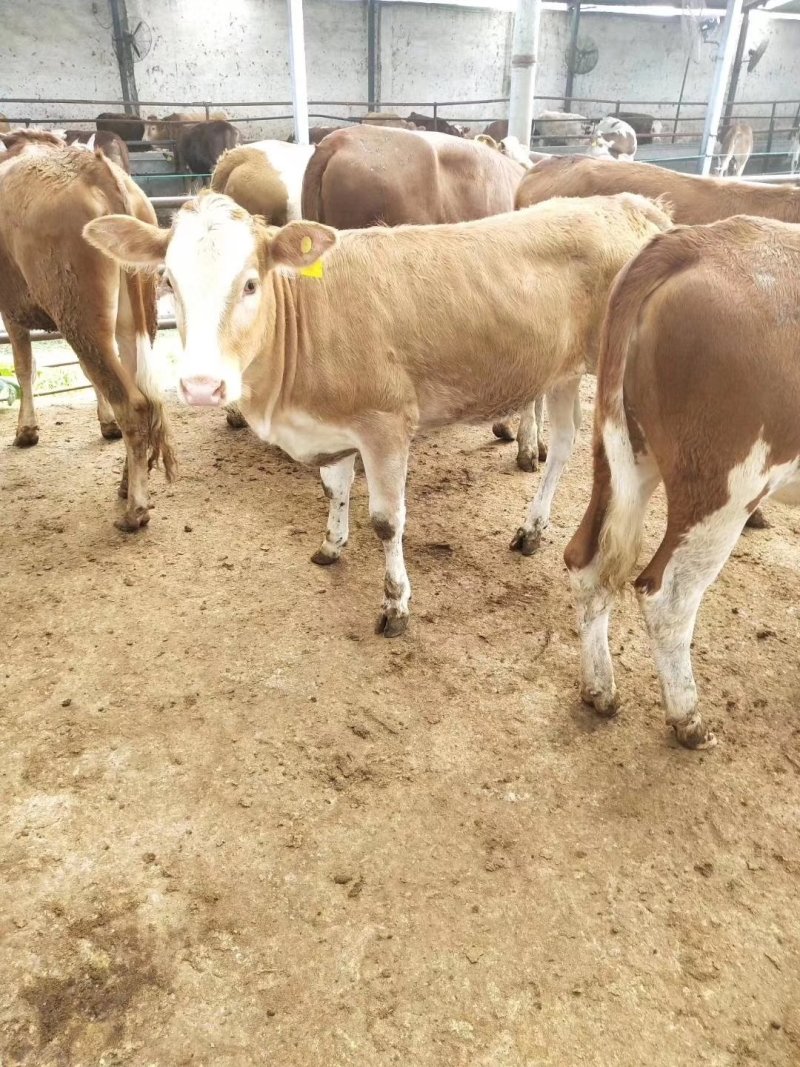 黄牛多少钱一头？鲁西黄牛好养殖吗，2020年肉牛价格
