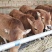 黄牛多少钱一头?鲁西黄牛好养殖吗,2020年肉牛价格