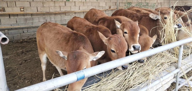 黄牛多少钱一头？鲁西黄牛好养殖吗，2020年肉牛价格