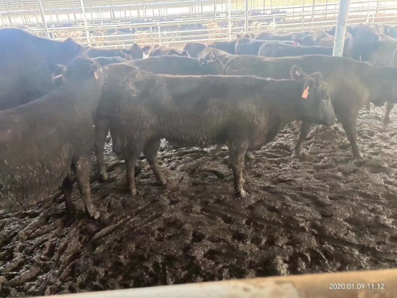 黄牛多少钱一头？鲁西黄牛好养殖吗，2020年肉牛价格
