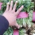 【香菜】精品大叶香菜产地保质保量供应全国