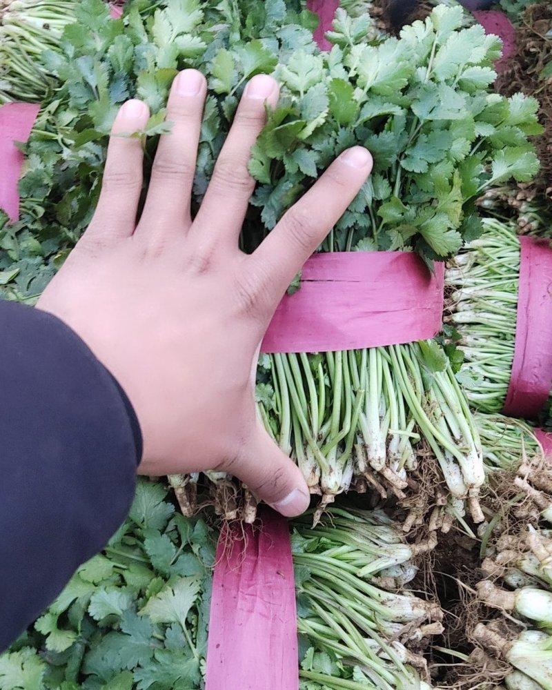 【香菜】精品大叶香菜产地保质保量供应全国