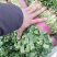 【香菜】精品大叶香菜产地保质保量供应全国