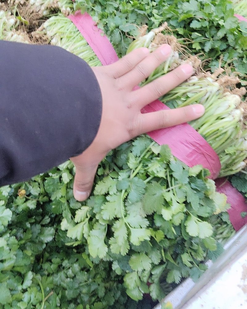 【香菜】精品大叶香菜产地保质保量供应全国