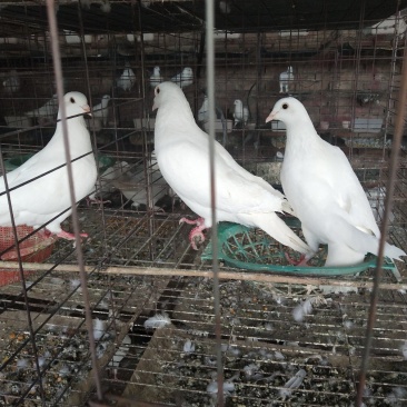 肉鸽你养殖我销售让你养的无后顾之忧