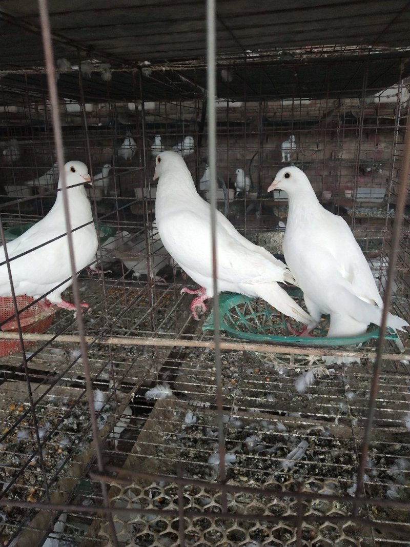 肉鸽你养殖我销售让你养的无后顾之忧