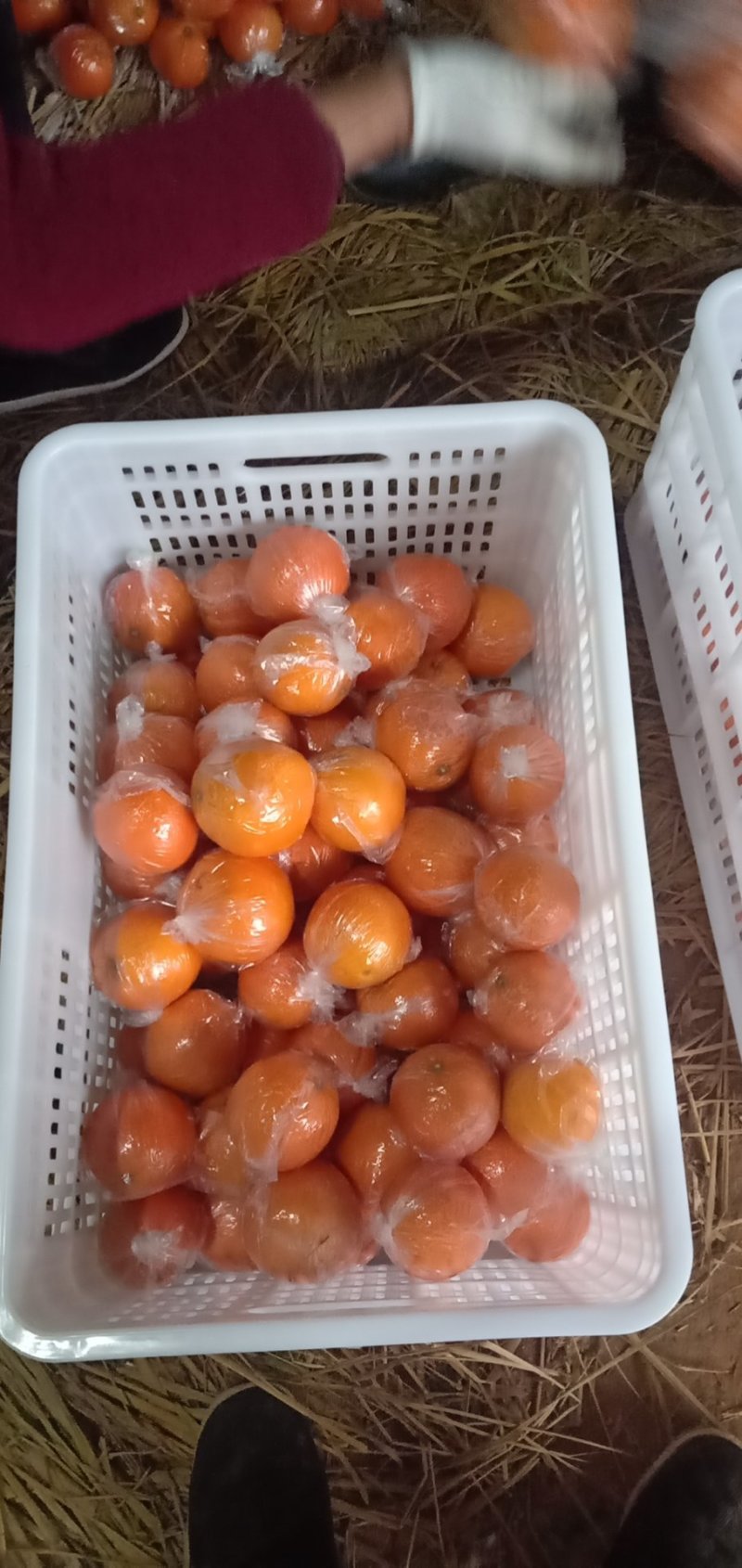 崀山农夫园有机纽荷尔脐橙