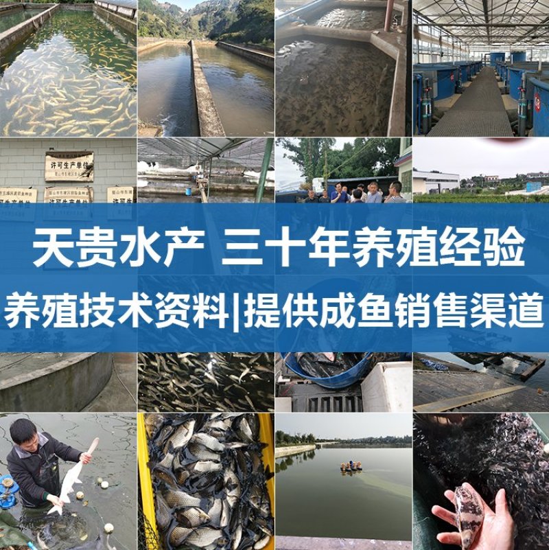 【荐】三文鱼鱼苗二倍体三倍体虹鳟鱼苗渔场直销
