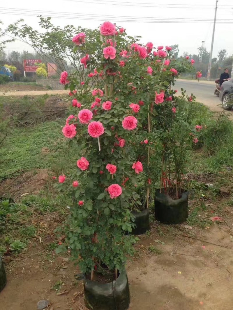 批发迎春花，迎春苗，云南黄馨，迎夏苗