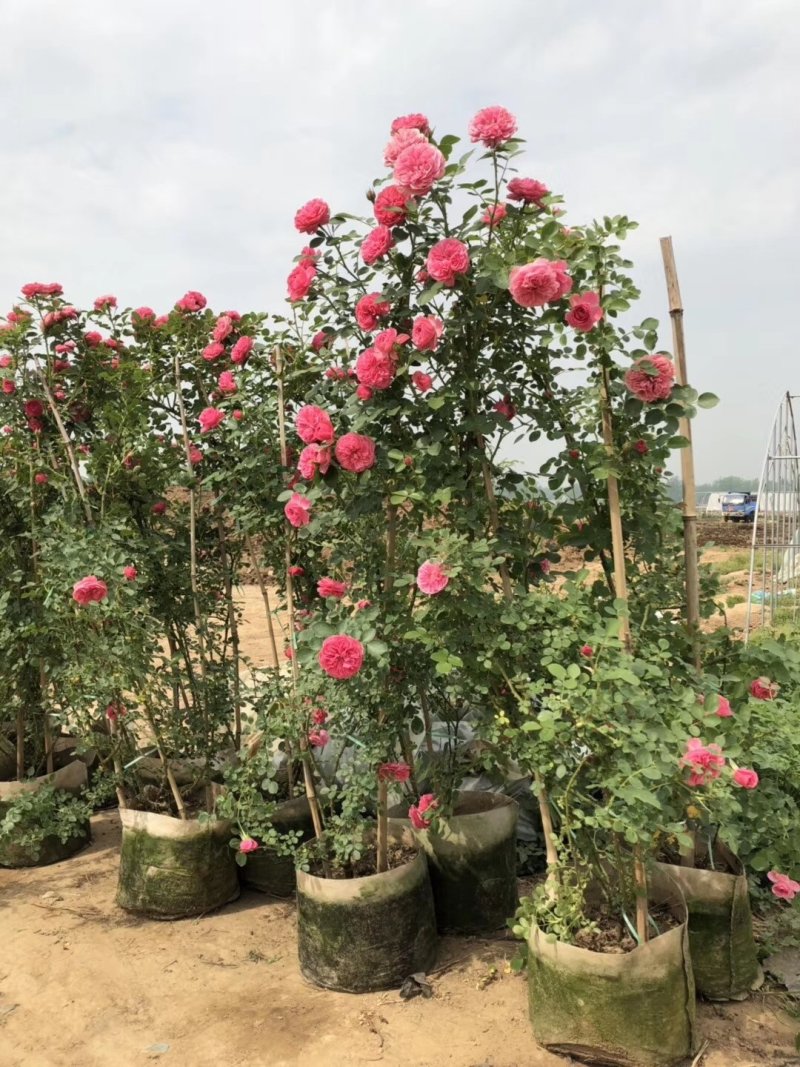 批发迎春花，迎春苗，云南黄馨，迎夏苗
