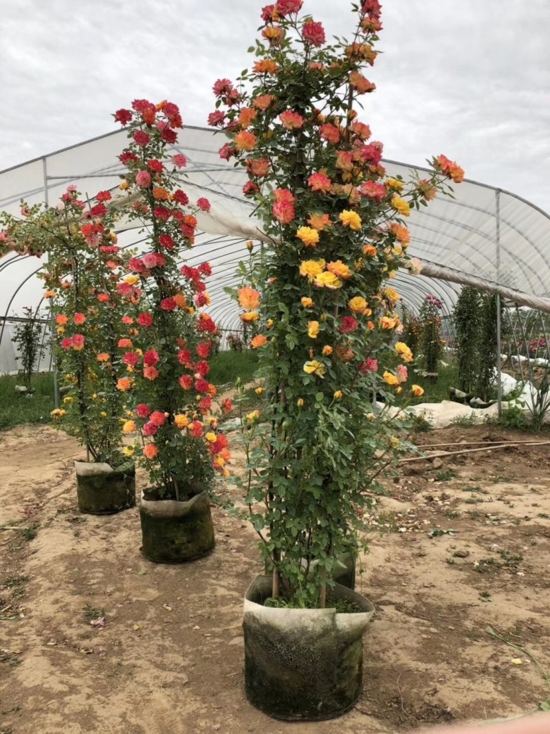 批发迎春花，迎春苗，云南黄馨，迎夏苗