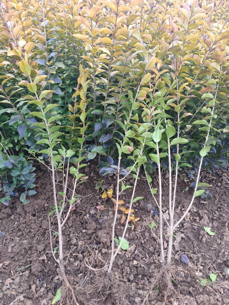 批发迎春花，迎春苗，云南黄馨，迎夏苗