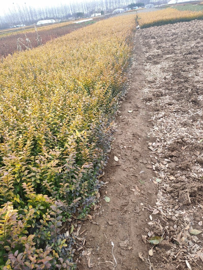 批发迎春花，迎春苗，云南黄馨，迎夏苗