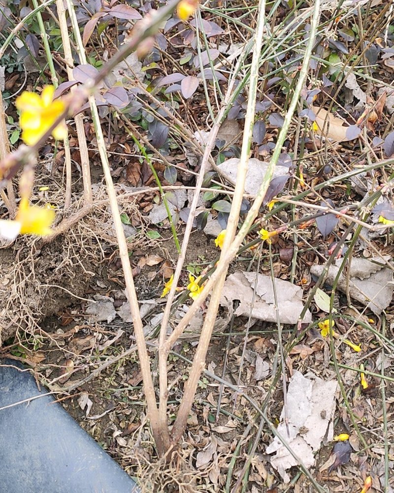 批发迎春花，迎春苗，云南黄馨，迎夏苗