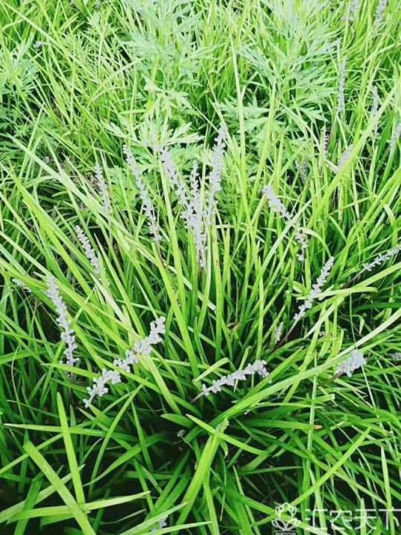 批发红叶小檗，紫叶小檗包成活基地直发，