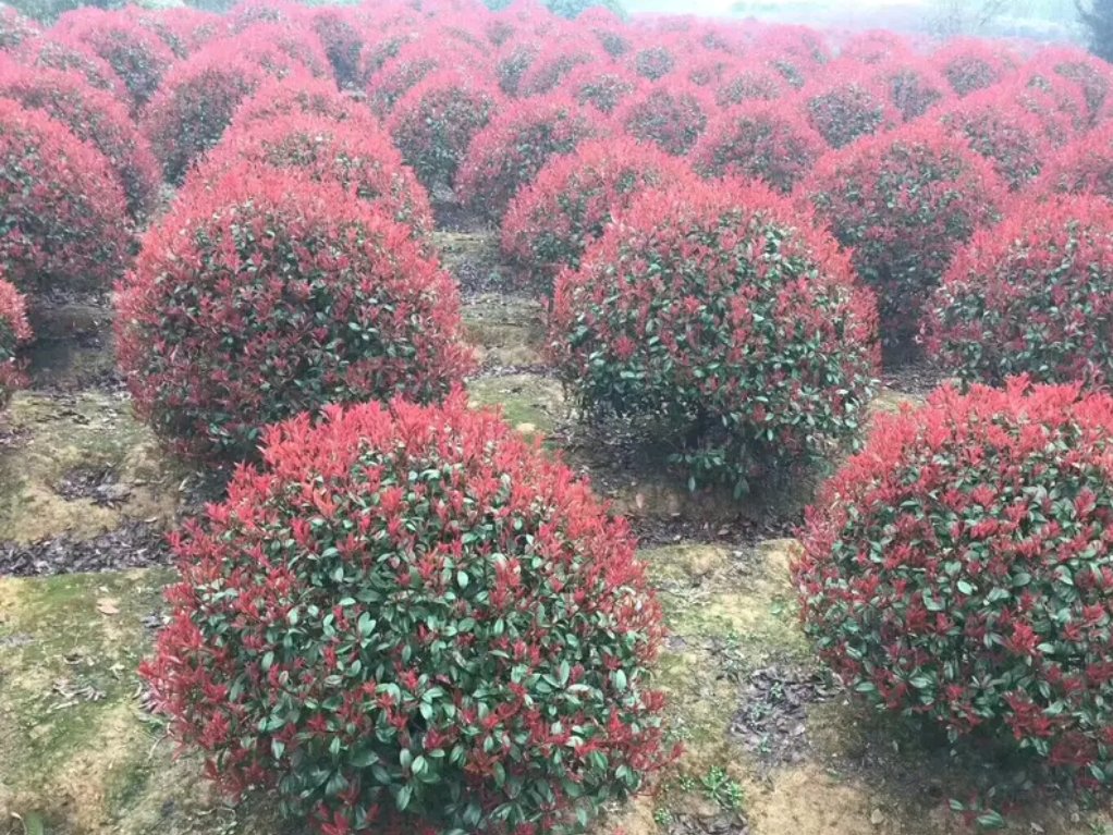 红叶石楠在不同气候条件下的生长表现