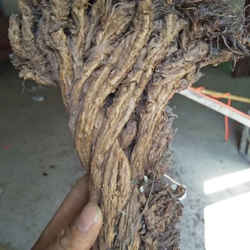岩黄莲，纯野生货，质量保证