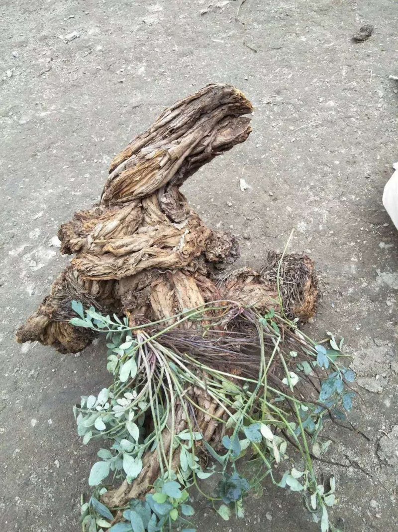 岩黄莲，纯野生货，质量保证