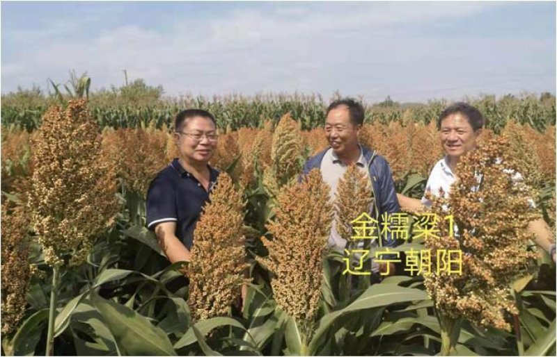 酿酒糯高粱种子金糯粱1号，高粱种子