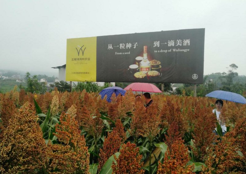 酿酒糯高粱种子金糯粱1号，高粱种子