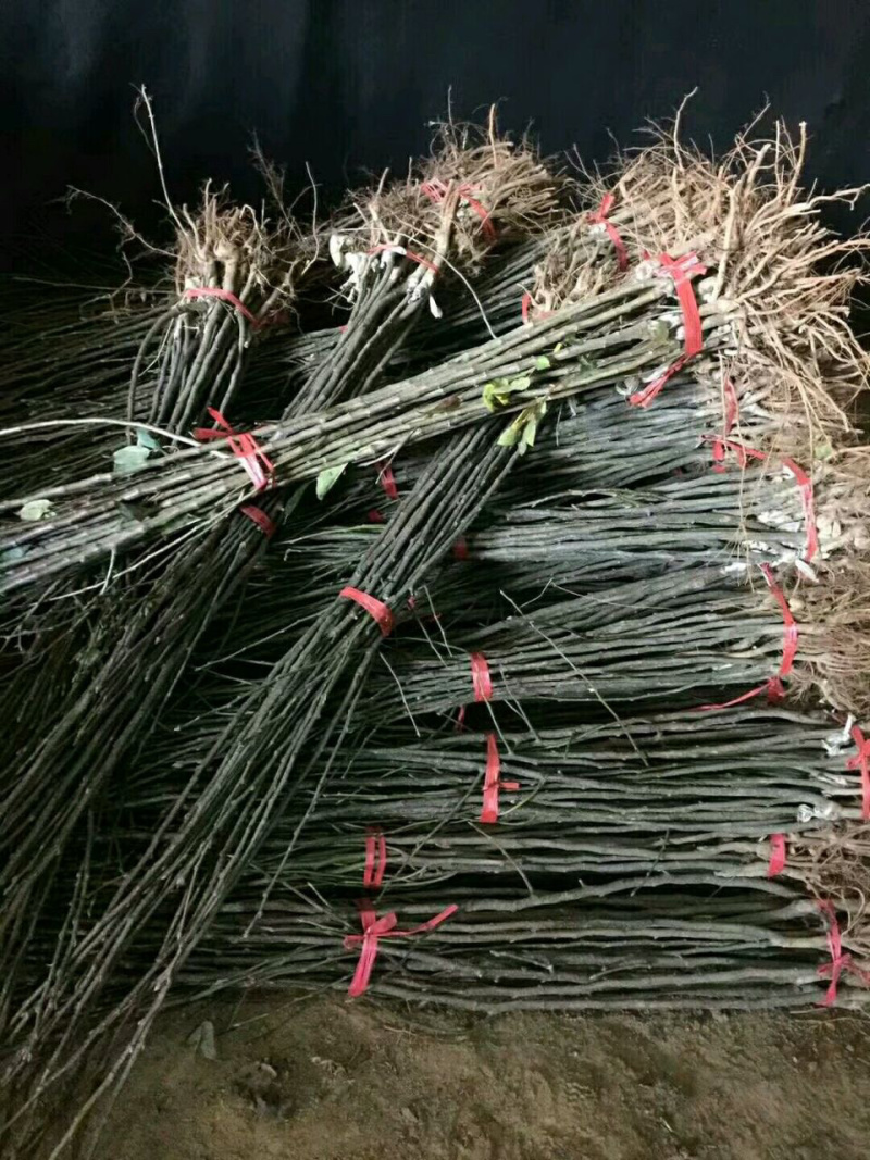 【精品热销】新梨七号梨树苗现起苗