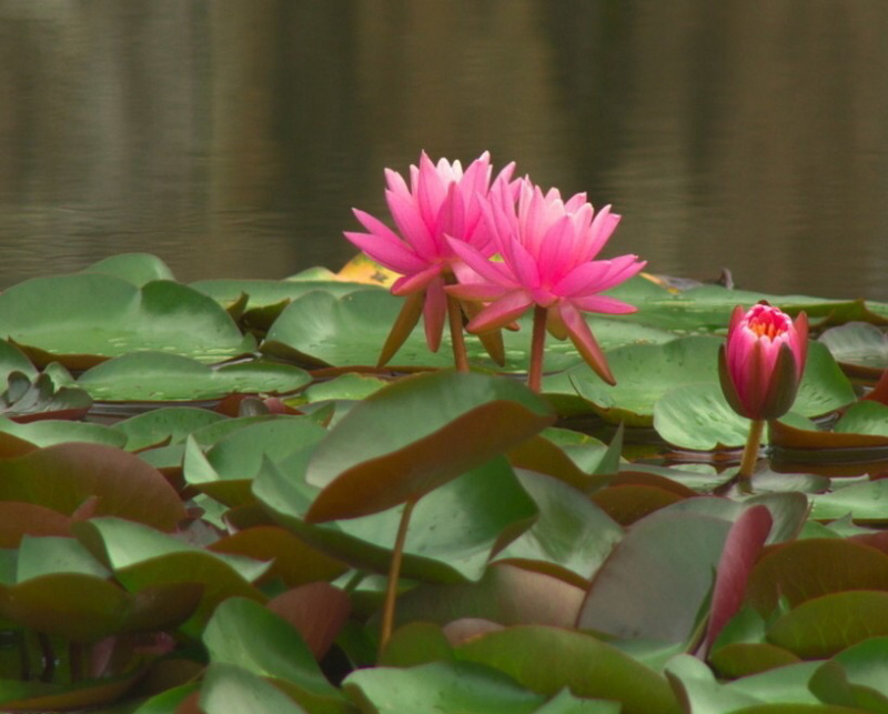 睡莲四季水生植物大睡莲根块水培睡莲碗莲荷花种藕